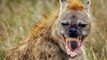 Esta hiena salva a un jabalí de ser devorado por un leopardo