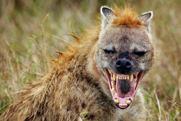 Esta hiena salva a un jabalí de ser devorado por un leopardo