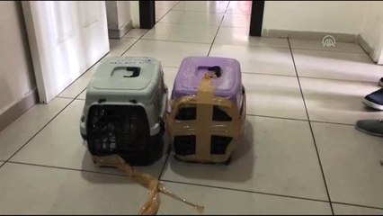 Sosyal medyadan maymun satışına operasyon