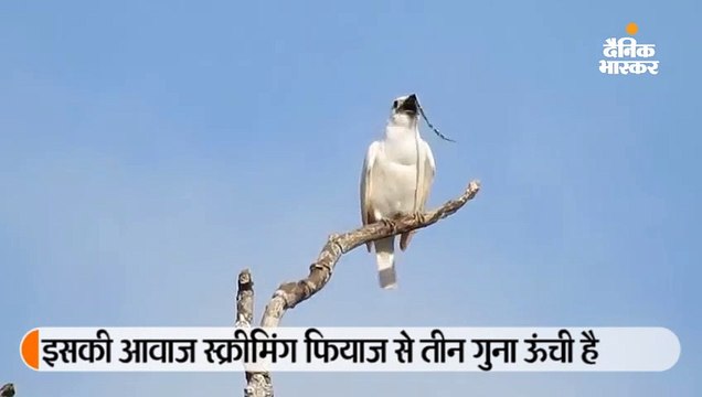 वैज्ञानिकों ने खोजी दुनिया की सबसे ऊंची आवाज वाली चिड़िया, मादा को अपनी आवाज से रिझाती है