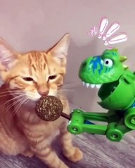 A voir absolument ! Ce pauvre chat est victime de son nouveau jouet !