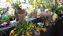 Exposição de orquídeas SBO (Sociedade Bandeirante de Orquídeas) 2019 - 18 a 20 de outubro de 2019