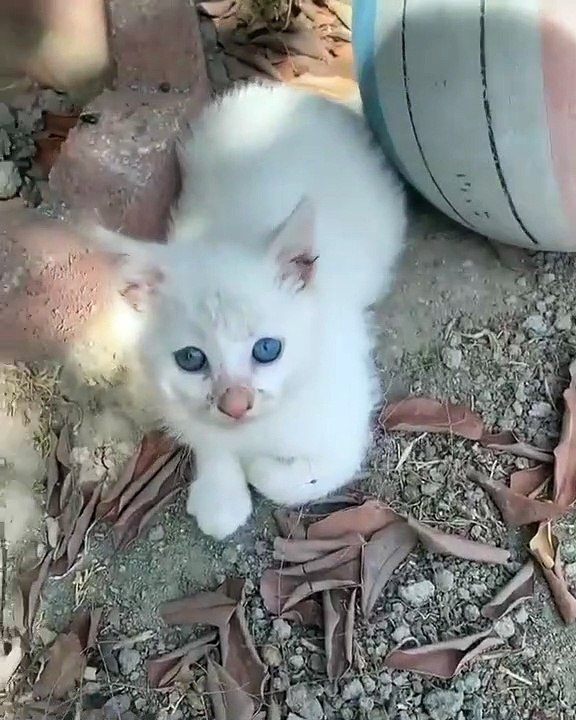 Toilettage haut de gamme pour ce magnifique chat