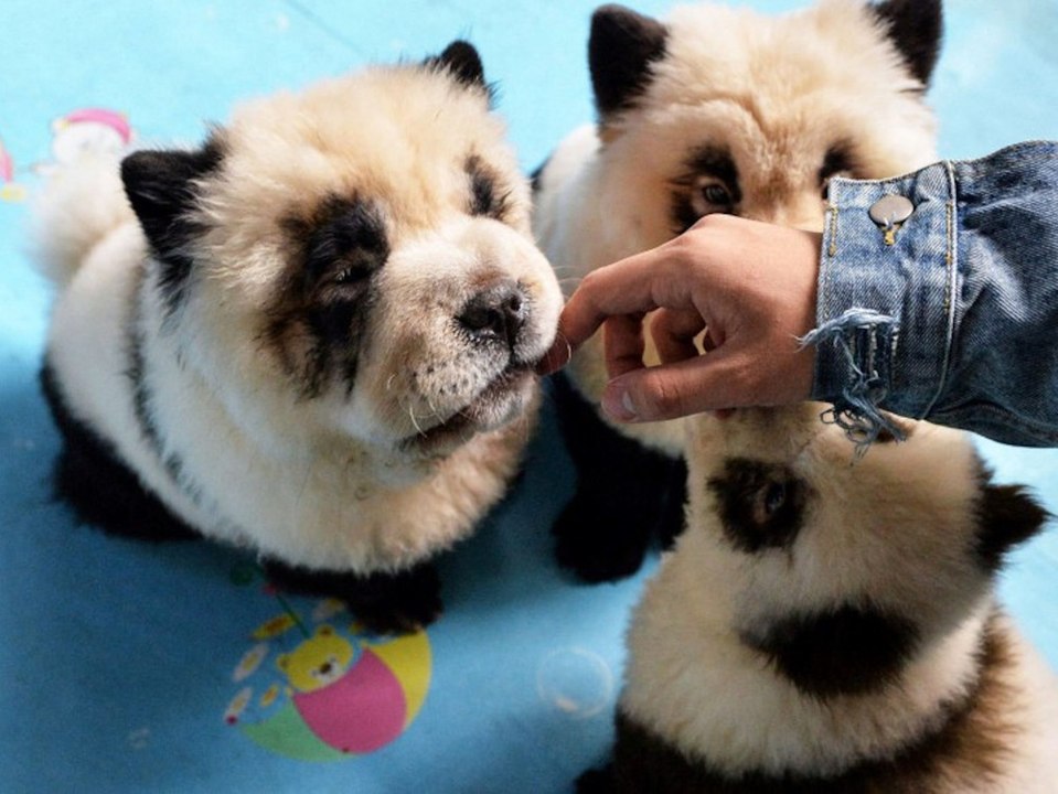 Café in China färbt Hunde wie Pandas - und erntet dafür Kritik