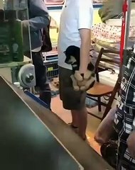 Non ce n'est pas une peluche mais bien un chiot -Le summum de la mignonicité