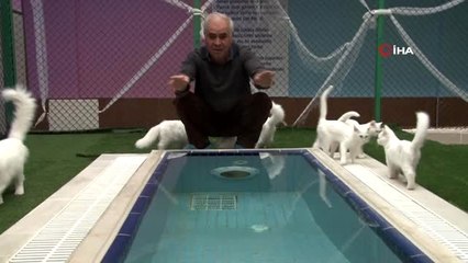 Kardeş Van kedileri İstanbul'da podyuma çıkacak