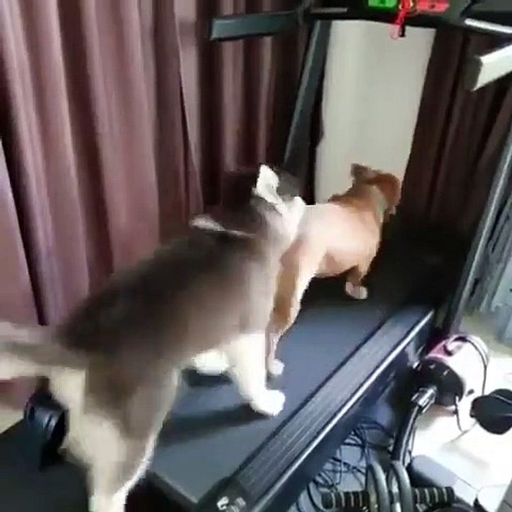 Lorsque deux chiens font du tapis roulant, à chacun sa méthode MDR