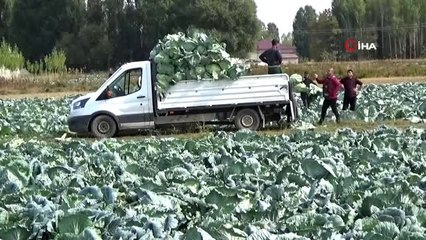 Muş'ta lahana hasadı