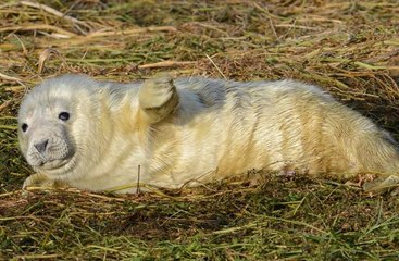 Farne Islands ©National_Trust_Images_Tim_Askew