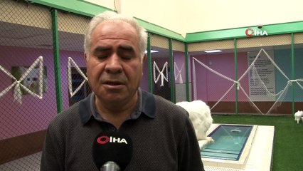 Kardeş Van kedileri İstanbul’da podyuma çıkacak