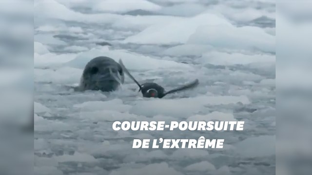 Ce manchot survivra-t-il à sa course-poursuite avec un phoque?