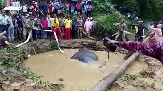 Rescuers save elephant stuck in flooded pit after two-hour operation in eastern India