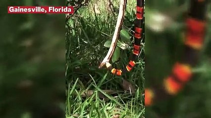 Watch: Coral Snake Stung By Bee While It Feasts on Rat