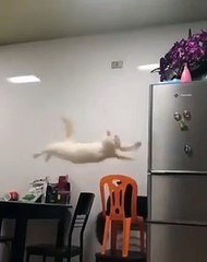 Ce chat fait un gros fail en sautant ! Et embarque tout au passage