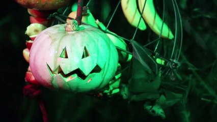 Pumpkin trail at Knowsley Safari
