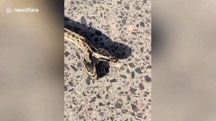 Rare two-head snake caught by Chinese villager