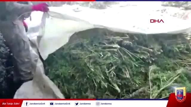 Lice kırsalında gerçekleştirilen operasyonda; 4 ton 562 kg esrar ele geçirildi