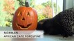Animals Receive Halloween Pumpkin Treats at Brookfield Zoo
