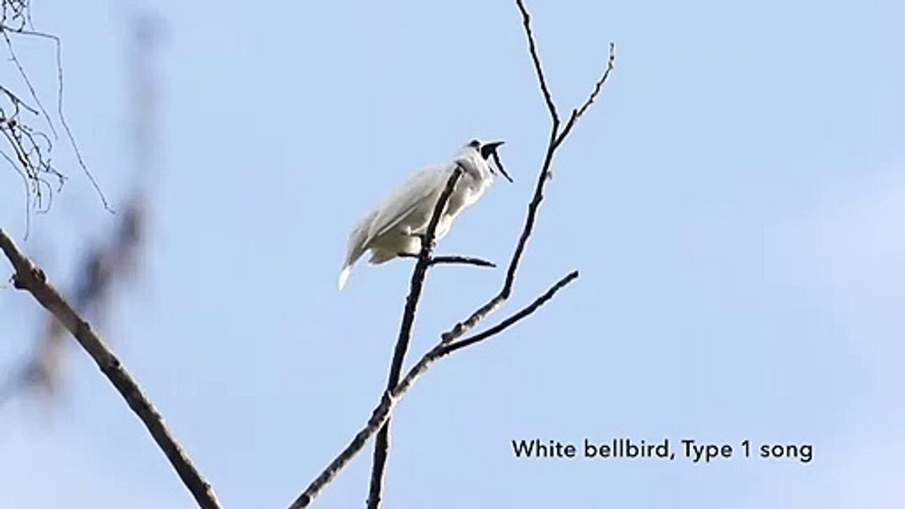 Voici l'oiseau le plus bruyant du monde (et son cri va vous déchirer les oreilles)