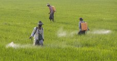 Le glyphosate et deux autres pesticides dangereux ne seront plus utilisés en Thaïlande à partir du 1er décembre
