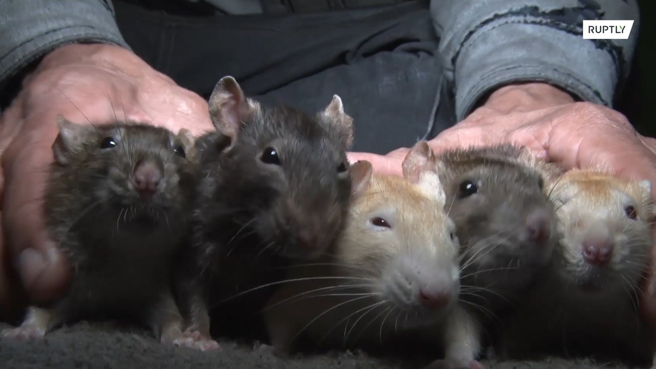 Peruvian 'RAT MAN' shares home and food with dozens of rodents - video ...