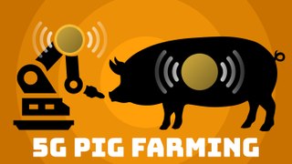 How 5G is being used by pig farmers