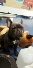 Sleepy Puppy Struggles to Stay Awake