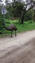 Emu Dad with the Kiddos