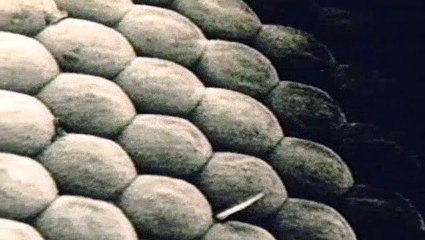 BBC - Horizon - 1987 - The Blind Watch Maker