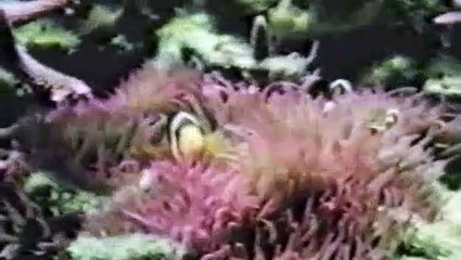 BBC - Horizon - 1986 - Nice Guys Finish First