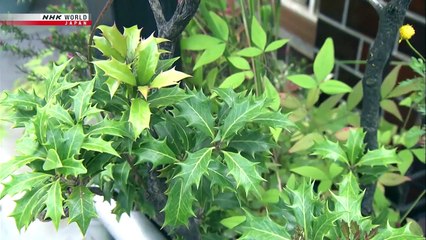 Japanology Plus - Oni : Japanese Ogres