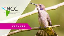 Observadores de aves se unen para crear enciclopedia