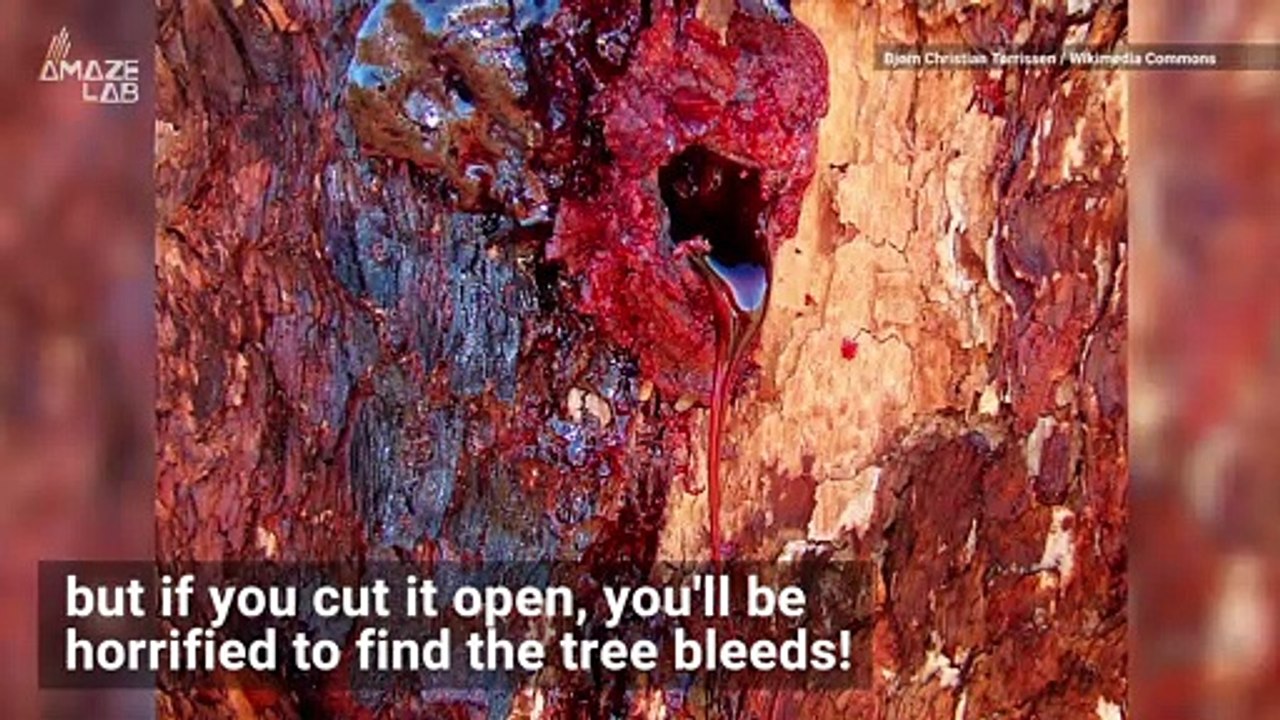 Creepy Trees in Australia 'Bleed' When They're Cut Open