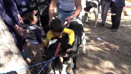 Niğde'de buzağı yarışması düzenlendi