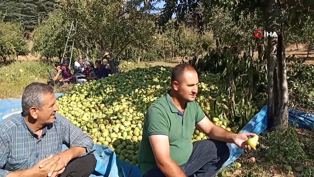 İslahiye’nin bin 600 rakımlı Huzurlu Yaylası’nda son ürünler hasat ediliyor