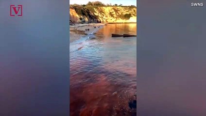 Spotted! Water at Harbor Changes Colors, Unclear If Sewage Is to Blame