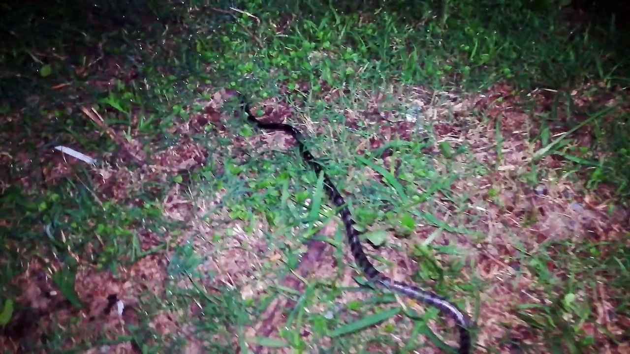 krait  a silent killer