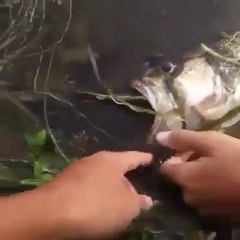 Download Video: Ce poisson a essayé d'en manger un autre aussi gros que lui... Trop gourmand