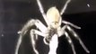 Cet australien filme une araignée qui dévore un gros lézard...