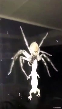 Cet australien filme une araignée qui dévore un gros lézard...