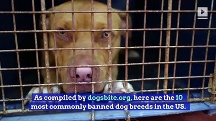 The 10 Most Commonly Banned Dog Breeds in the United States