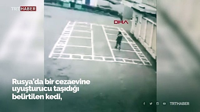 Rusya'da cezaevine uyuşturucu taşıyan kedi yakalandı