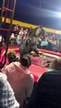 ours-attaque-dresseur-cirque