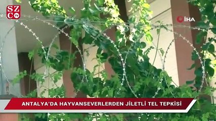Antalya’da hayvanseverlerden jiletli tel tepkisi
