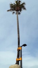 Palm Tree Attached to a Light Pole