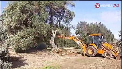 Bari, novita' interessanti nella lotta alla Xylella