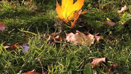 Stive Morgan - Mystical Wood