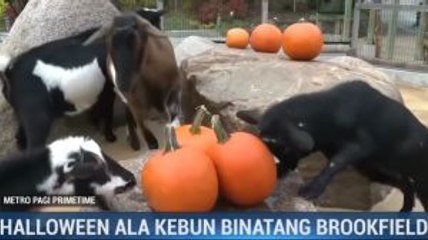 Halloween ala Kebun Binatang AS
