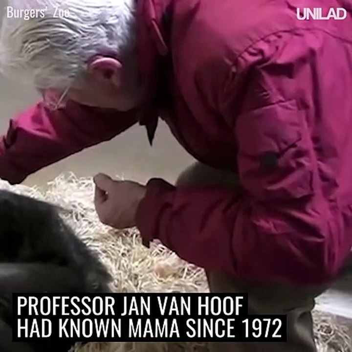 “One last visit from an old friend”~"Mama". Chimp at Burgers Zoo,Netherlands