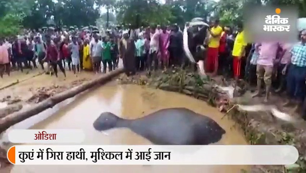 कुएं में हाथी को रेस्क्यू कर निकाला
